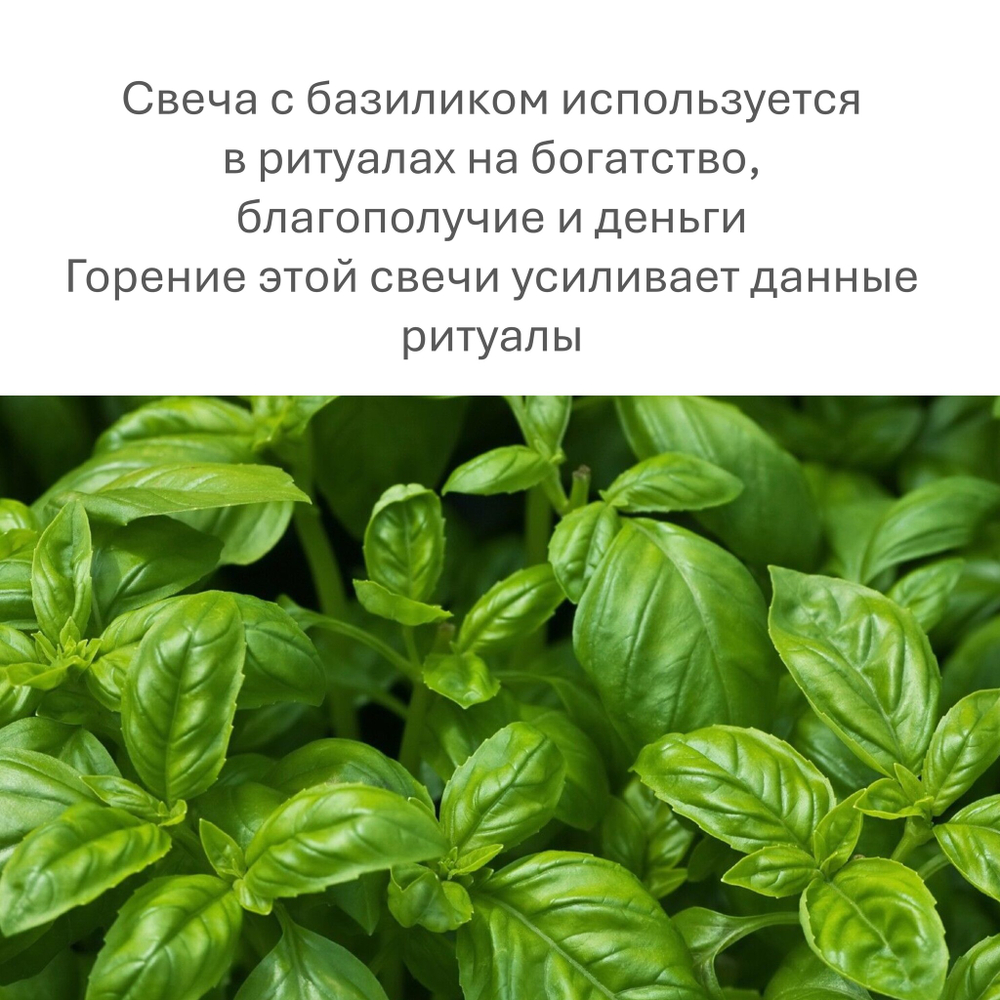 Свечи восковые зеленые с базиликом, для ритуалов на благополучие - 20 штук