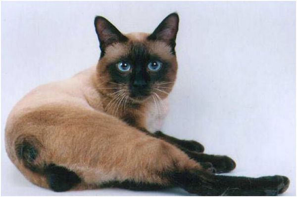 Меконгский бобтейл Меконгский бобтейл