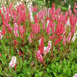 Горец родственный Кабоутер С2