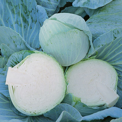 Капуста б/к Новатор F1 (100шт) Витагрин Профи