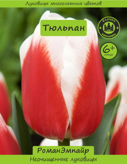 Тюльпан Луковица, Роман Эмпайр, 6+ шт