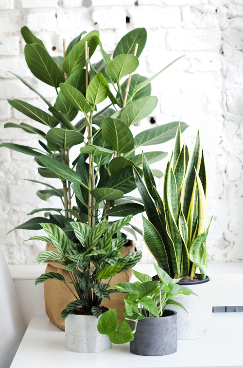 Озеленительный набор "Городские джунгли"