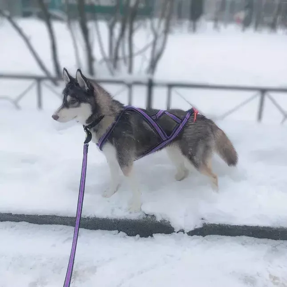 Шлейка ездовая серия Спорт White Wolf