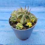 Euphorbia meloformis f. Variegated (Эуфорбия вариегатная)