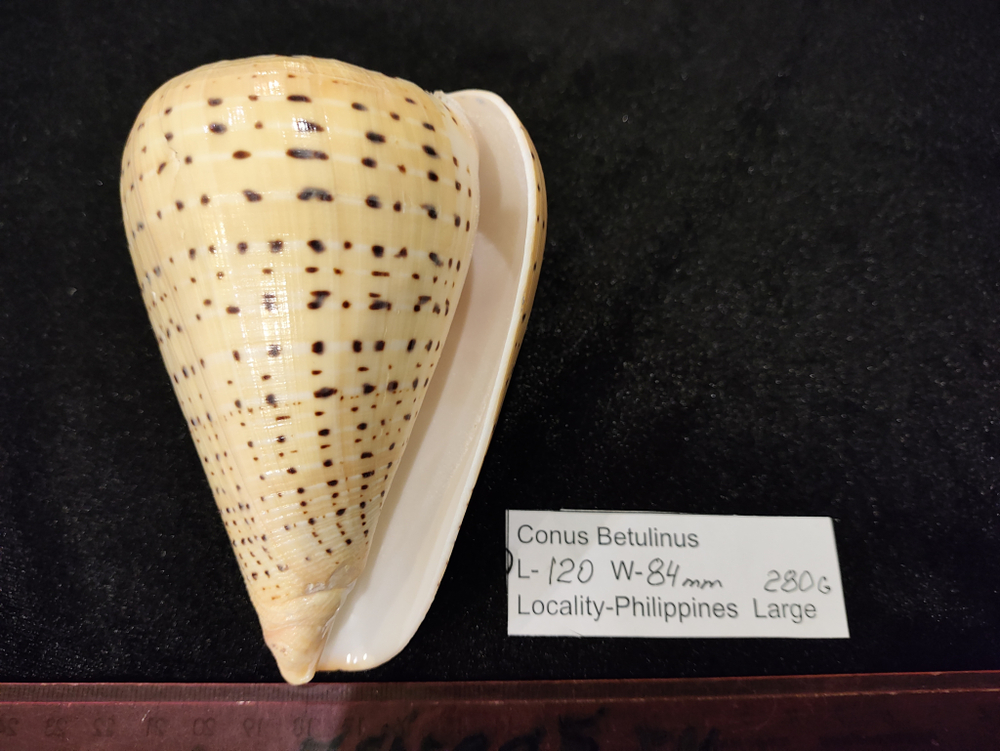 Конус Бетулинус 70-105-120мм