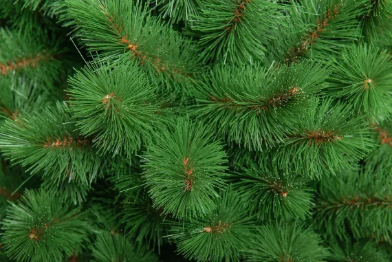 Искусственная сосна Ариадна 150 см., Леска, ЕлкиТорг (51150)