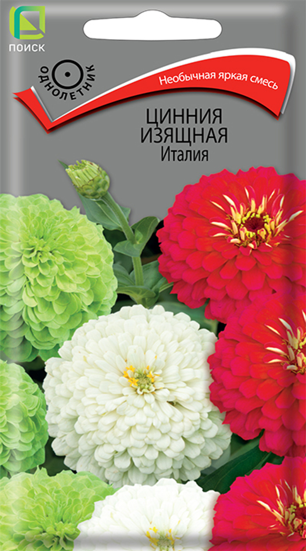 Цинния изящная Италия