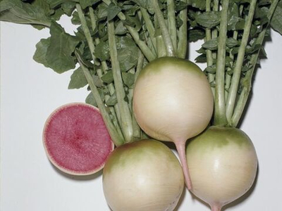 Рэд мит семена дайкона (Takii / Таки)