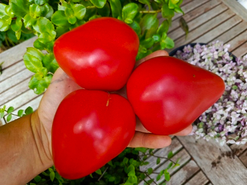 Юсуповский розовый сорт томата