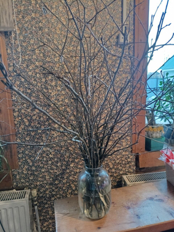 Ветки яблони