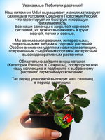 Земляника Липстик розовая многолетняя