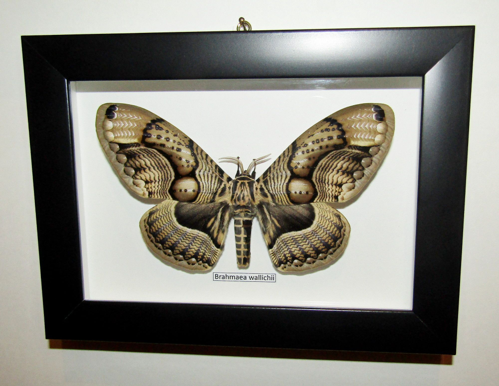 Бабочка Brahmaea wallichii в рамке