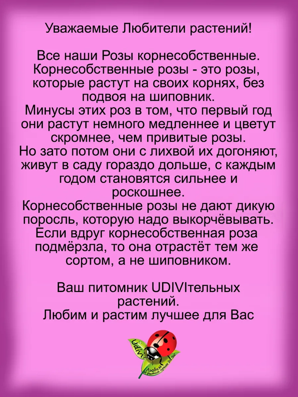 Роза Жасмина плетистая