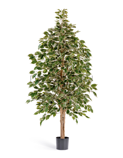 Фикус Бенджамина пёстр. натуральный 180 см 2/2 10.32306NG