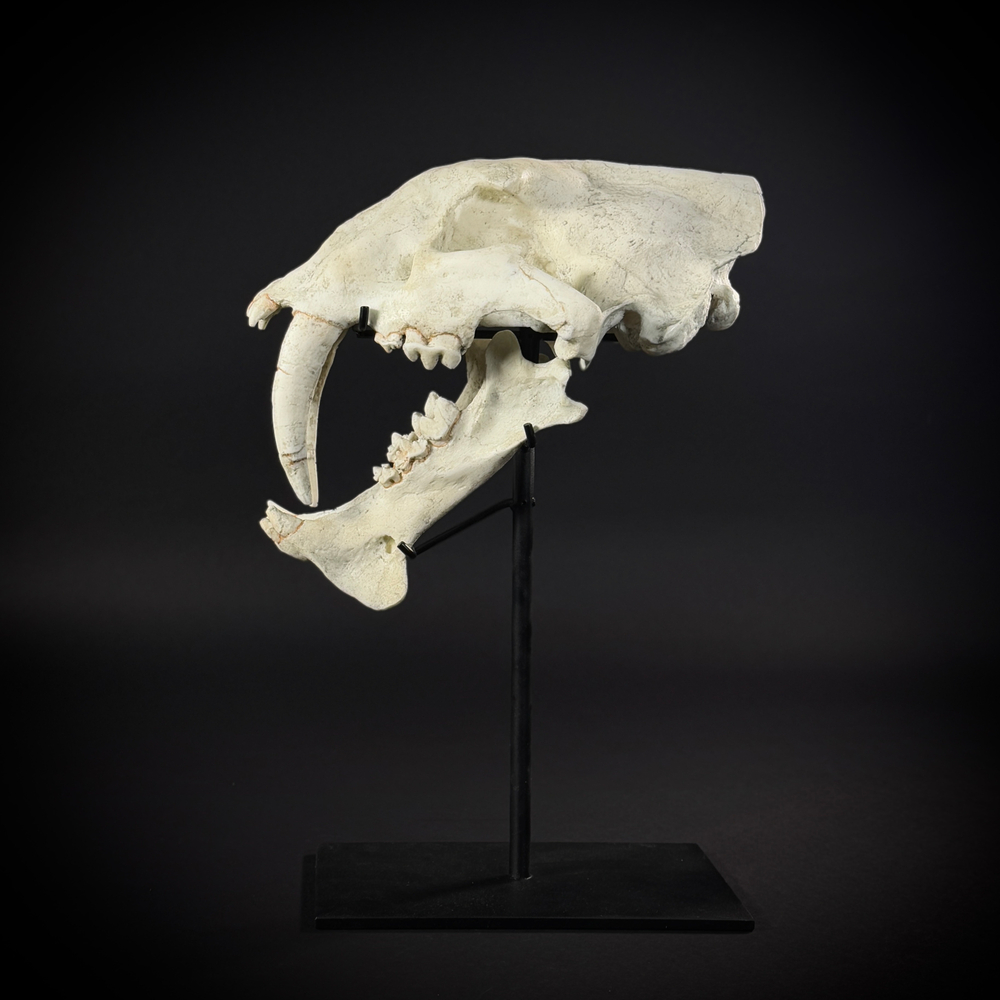 Megantereon на стойке