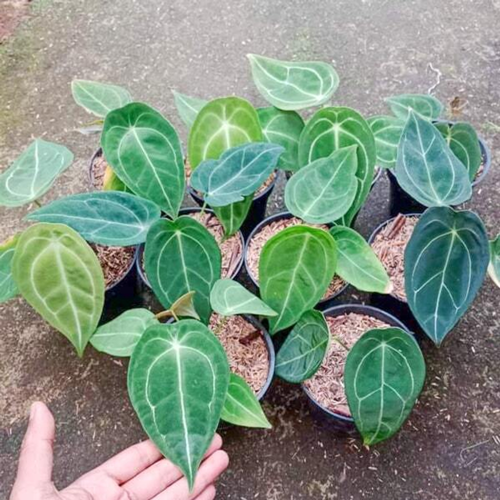 Антуриум FORGETII