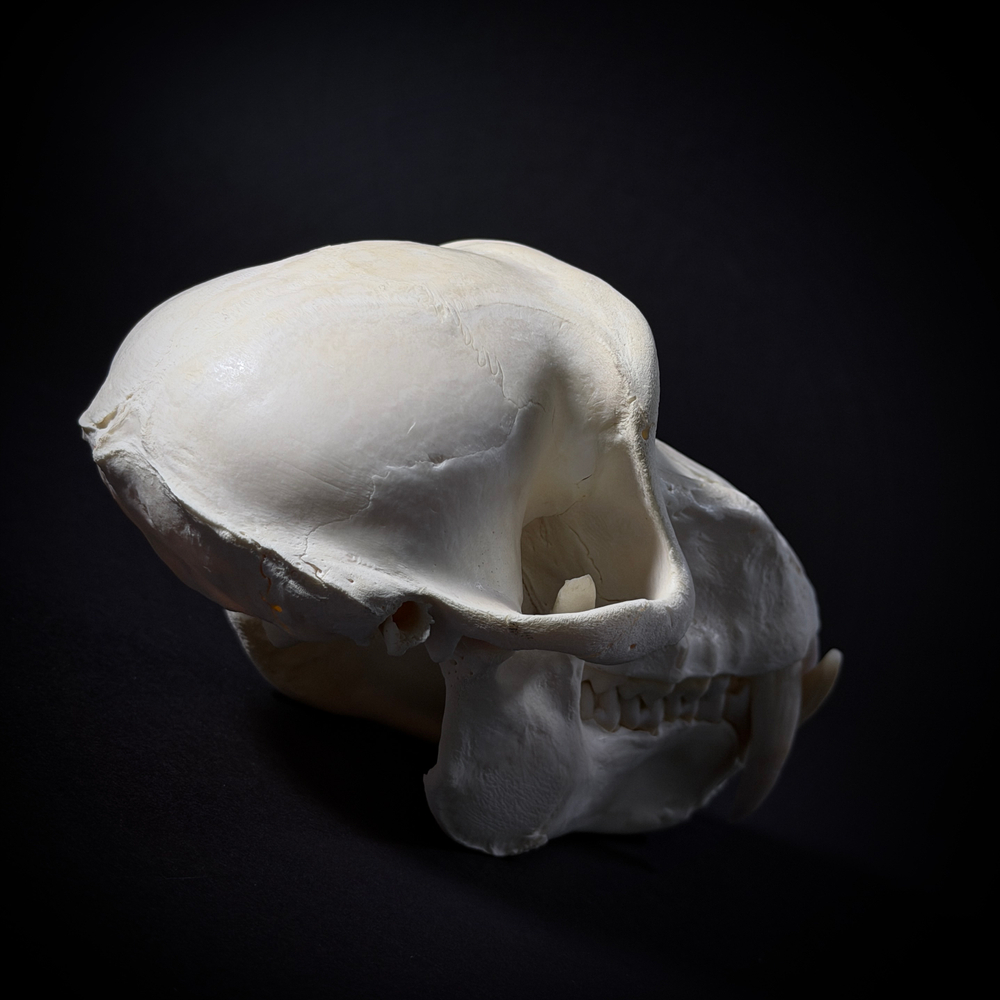 Череп бабуина