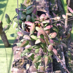 Хойя SIGILLATIS ALAS RIVER