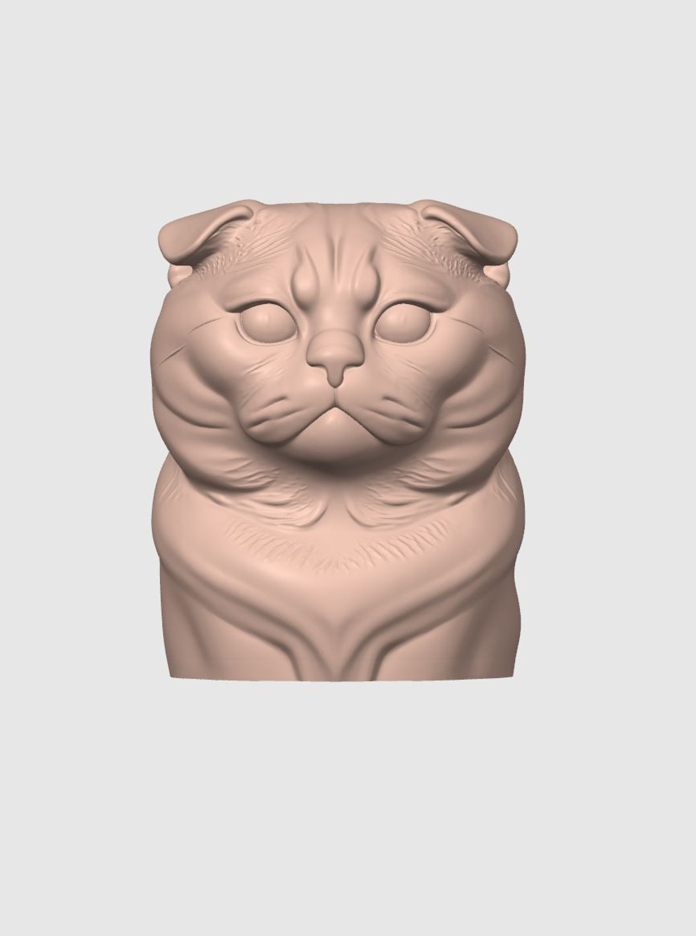 Шотландская вислоухая кошка