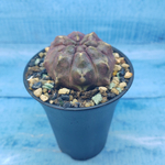 Gymnocalycium Daydream (Гимнокалициум)