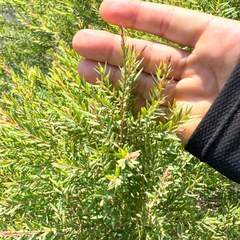 Можжевельник ароматный – Juniperus Sp. Som Hom