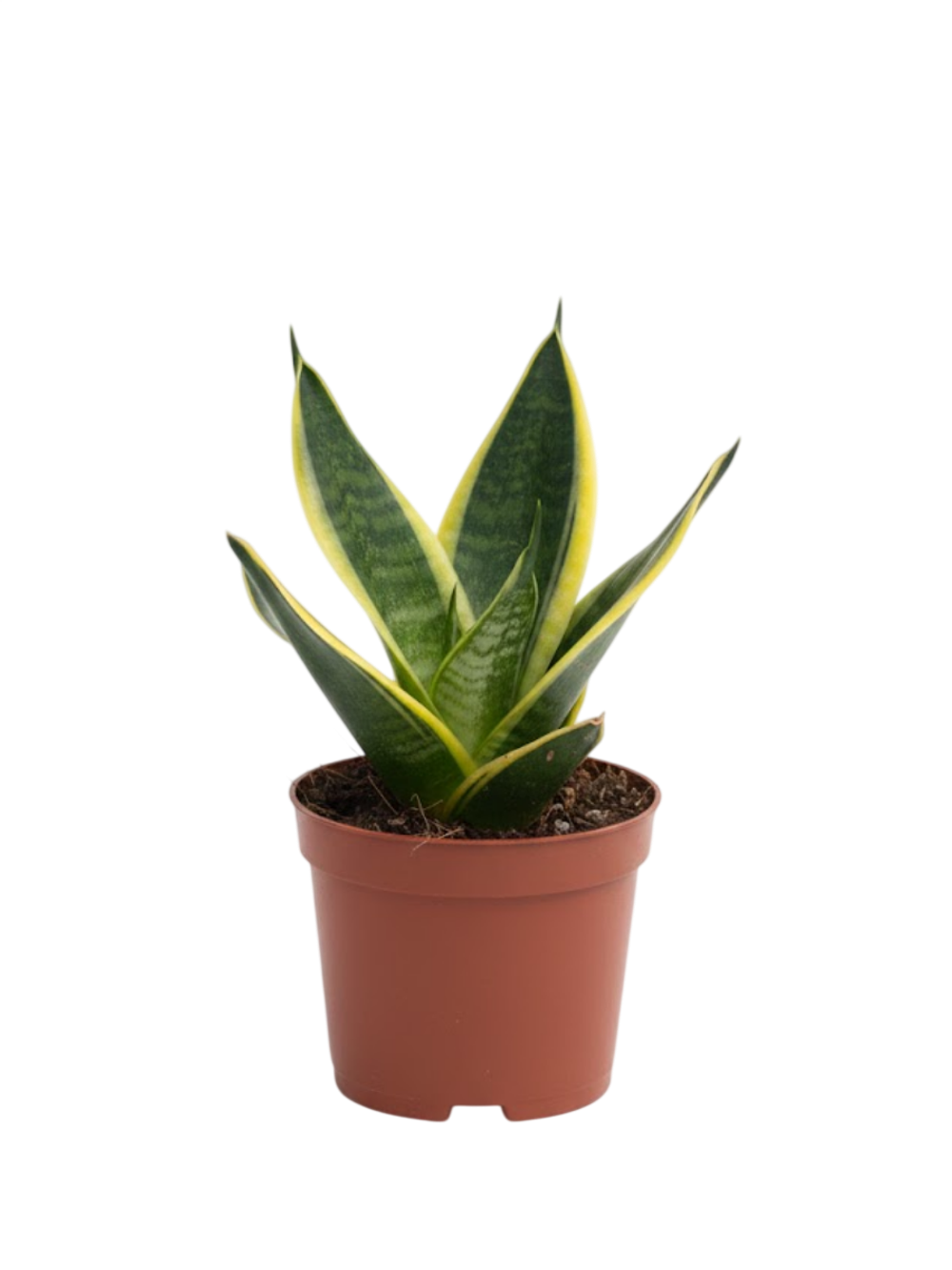 Сансевиерия Single Head Lotus Orc