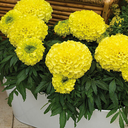 Семена цветов Бархатцы прямостоячие Антигуа Примроуз, Syngenta, 15 шт.