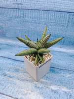 Sansevieria Brave Guy (Сансевиерия)