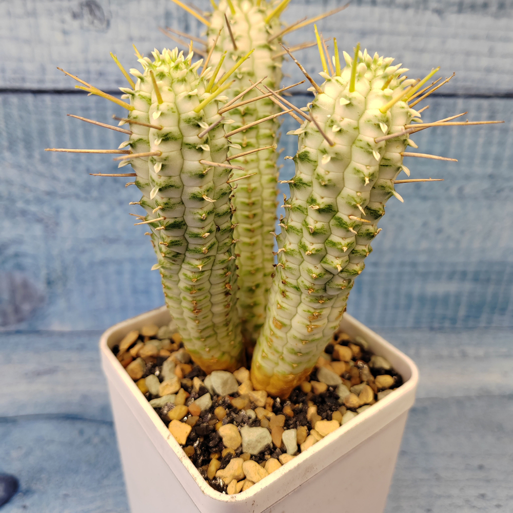 Euphorbia Mammillaris Variegata (Эуфорбия)
