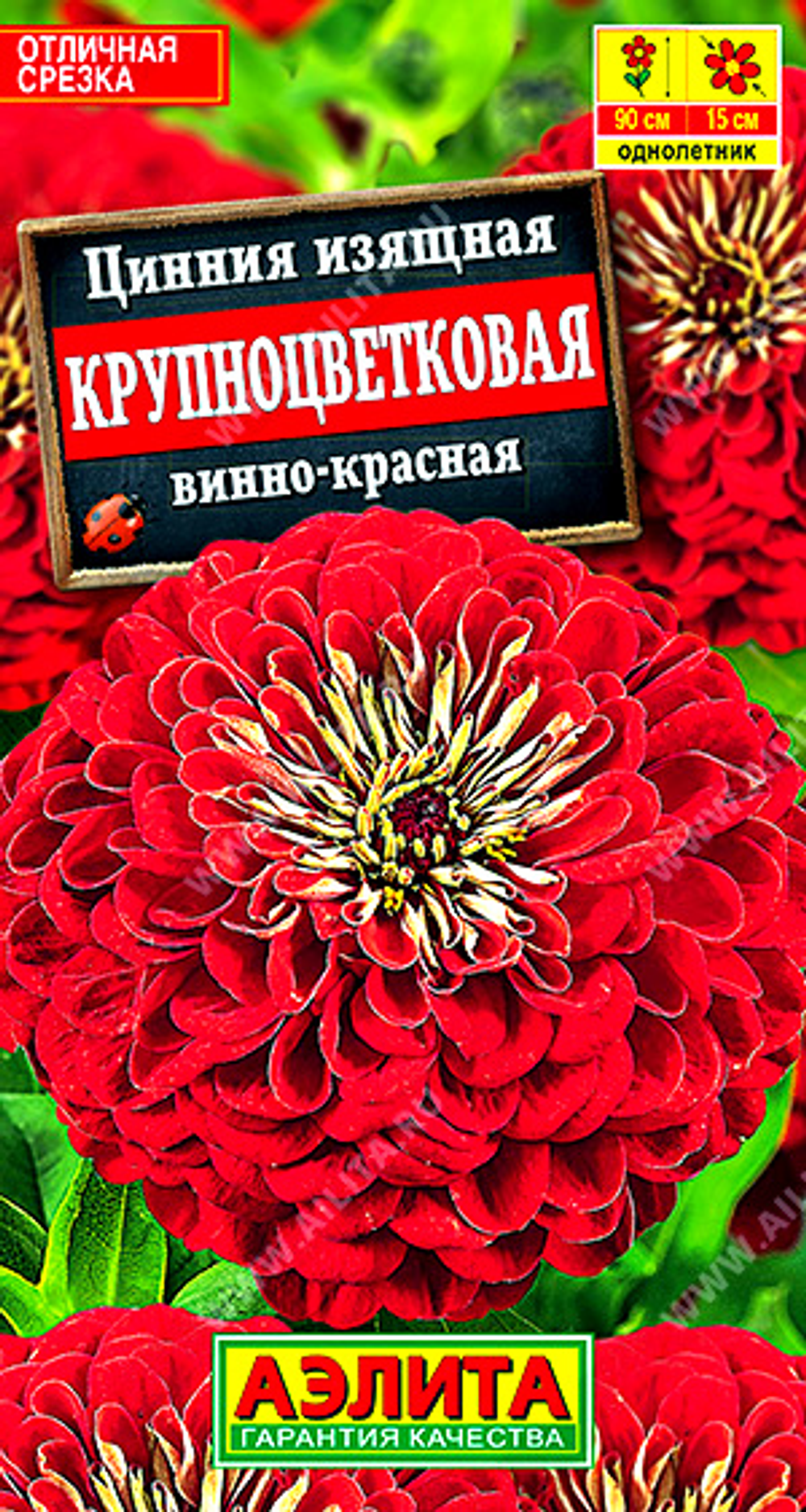 Цинния Крупноцветковая винно-красная