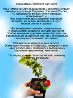 Хедера Сесилия Плющ гофрированный