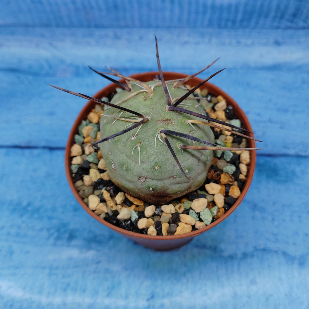Tephrocactus Geometricus (Тефрокактус)