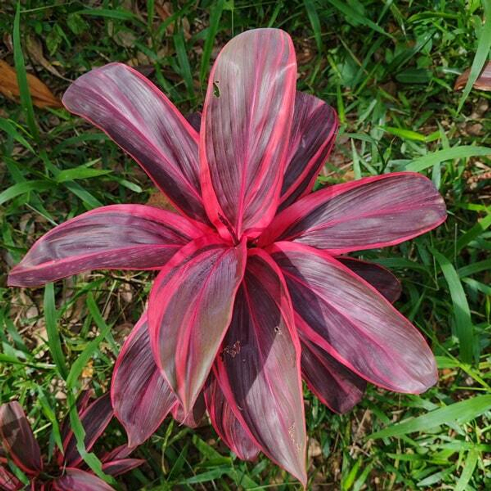 Кордилина PHET SRI NAKHON