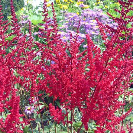 Астильба арендса "Glut". Astilba arendsii "Glut".