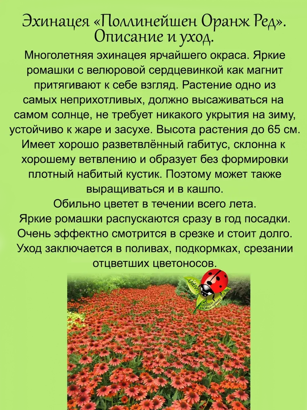 Эхинацея Поллинейшен Оранж Ред многолетняя