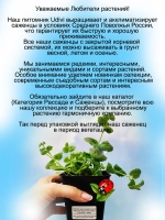Бакопа Белый Снежок вегетативная