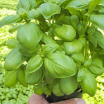 Мариан семена базилика (Enza Zaden / Энза Заден)