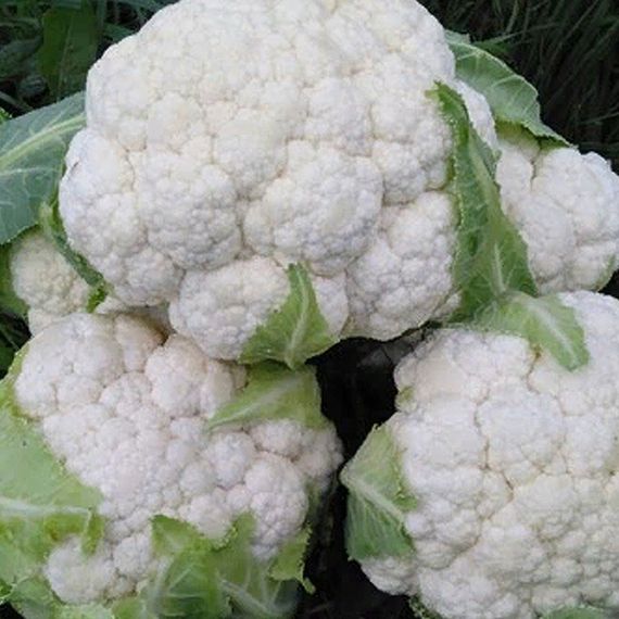 СКАЙВОКЕР F1 семена капусты цветной Bejo описание