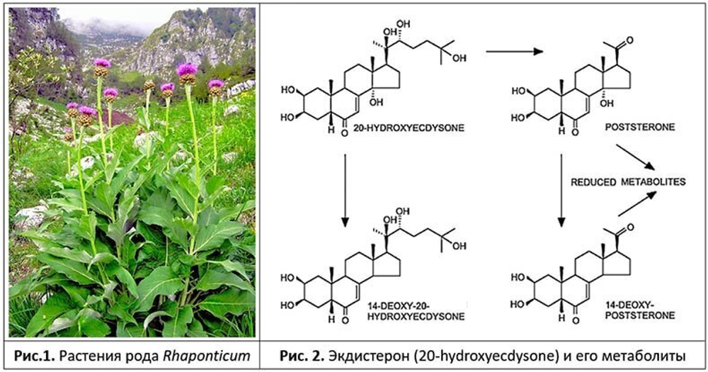 Растения рода левзеи Rhaponticum в горах и синтезируемое вещество экдистерон