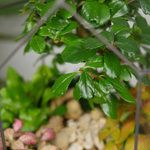 Готовый флорариум бонсай Кармона Бонсариум