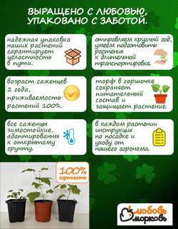 Саженец, Гортензия, Конфетти