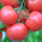 Торбей F1 семена томата детерминантного (Bejo / Бейо)