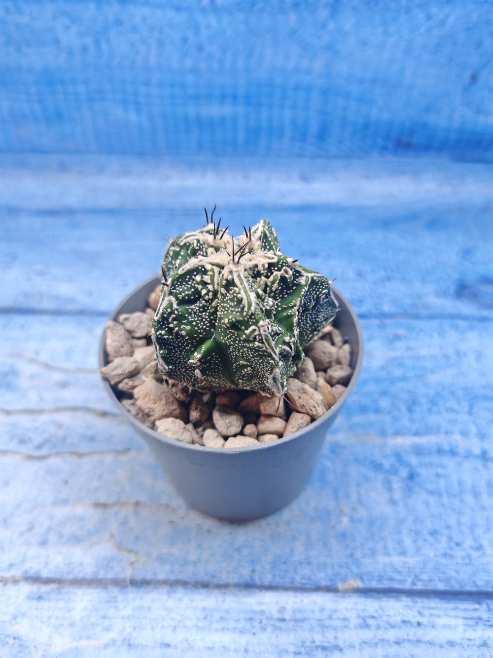 Astrophytum Myriostigma Fukuryu (Астрофитум)