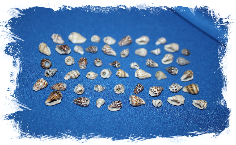 Ракушки с дырочкой для рукоделия и поделок