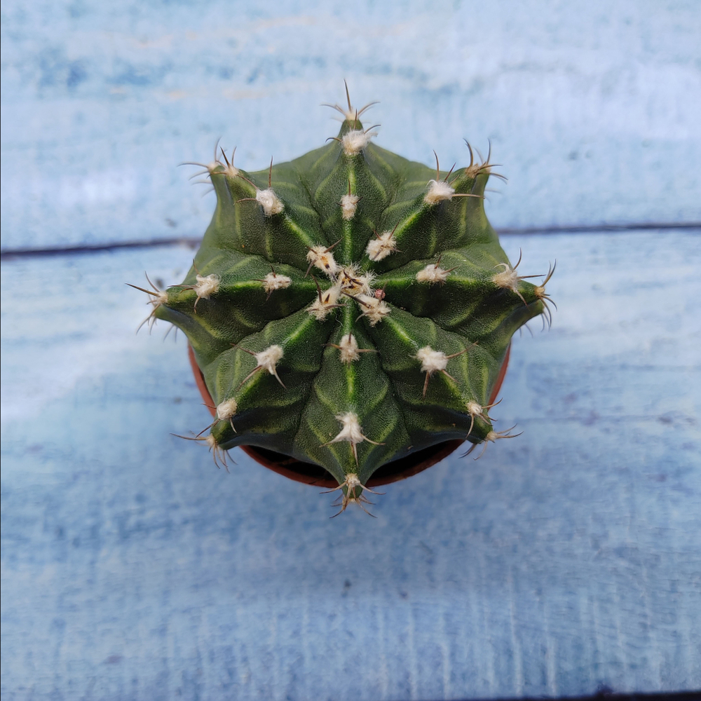 Gymnocalycium Friedrichii (Гимнокалициум)