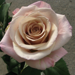 Роза чайно-гибридная Мента С4