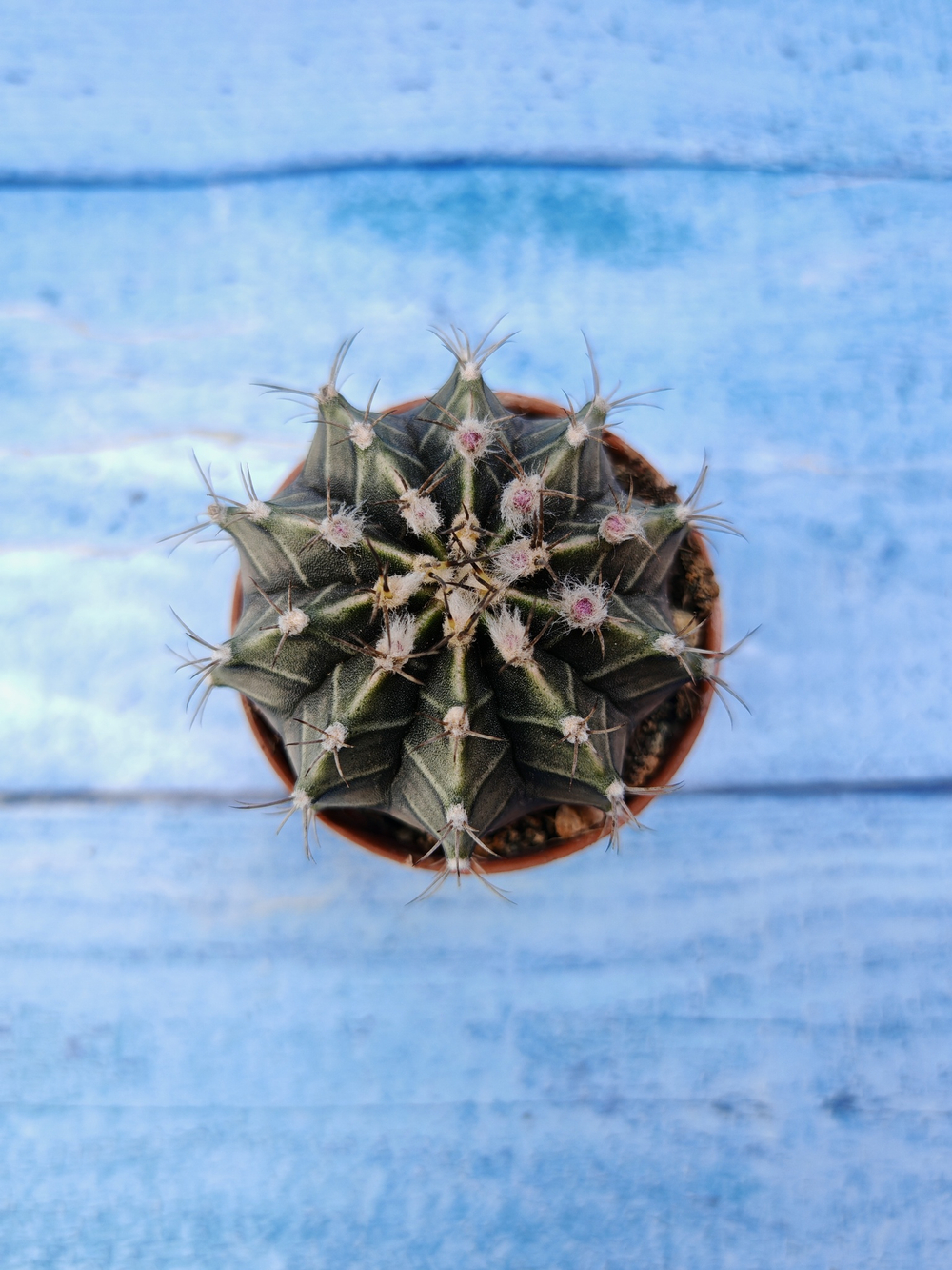 Gymnocalycium Friedrichii (Гимнокалициум)