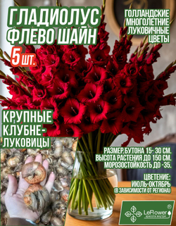 Гладиолус Луковица, Флево Шайн, крупные, 5шт