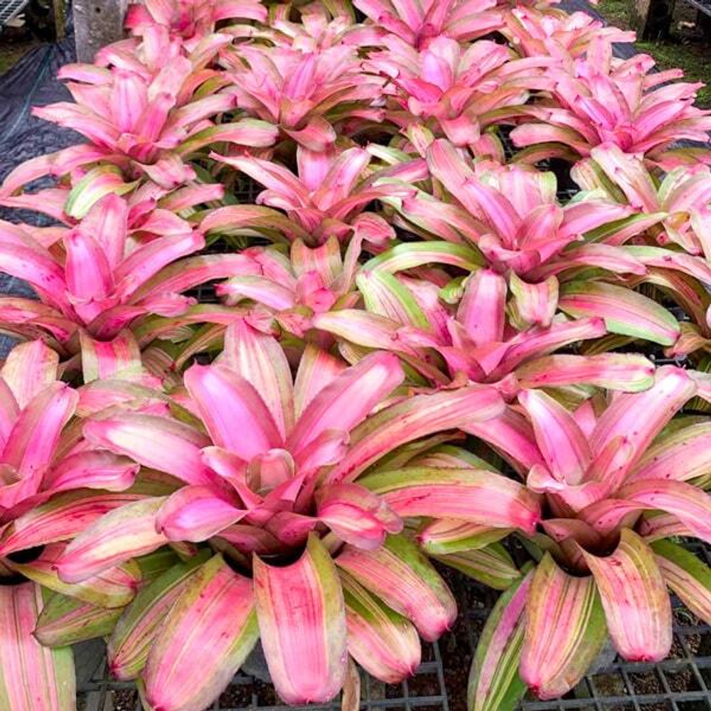 Неорегелия WILD BLUE YONDER