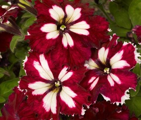 Петуния грандифлора Кан Кан Арлекин Черри Роуз